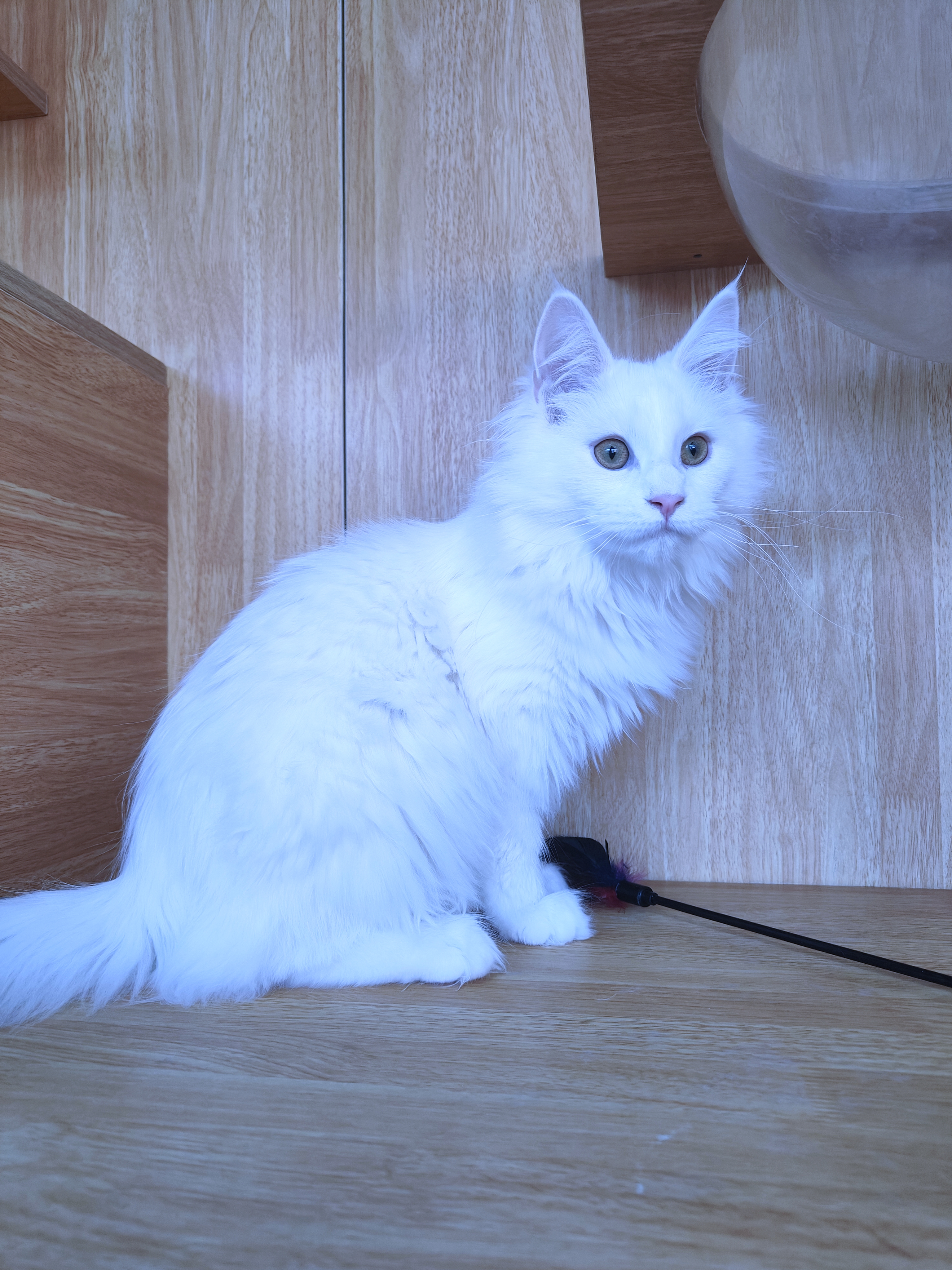 缅因猫纯白缅因猫妹妹大体型无病无藓保健康